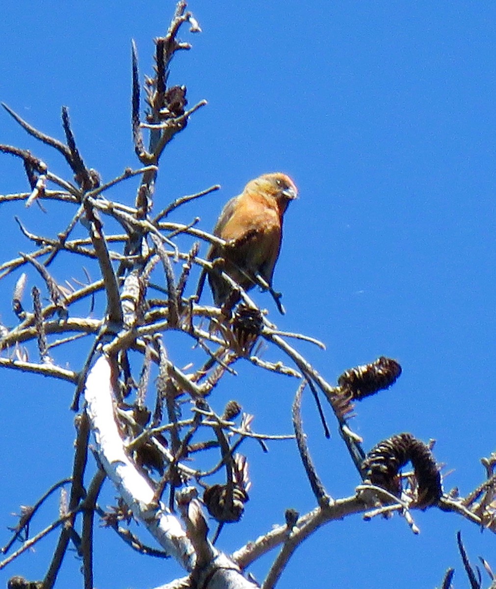 Red Crossbill - ML29681721