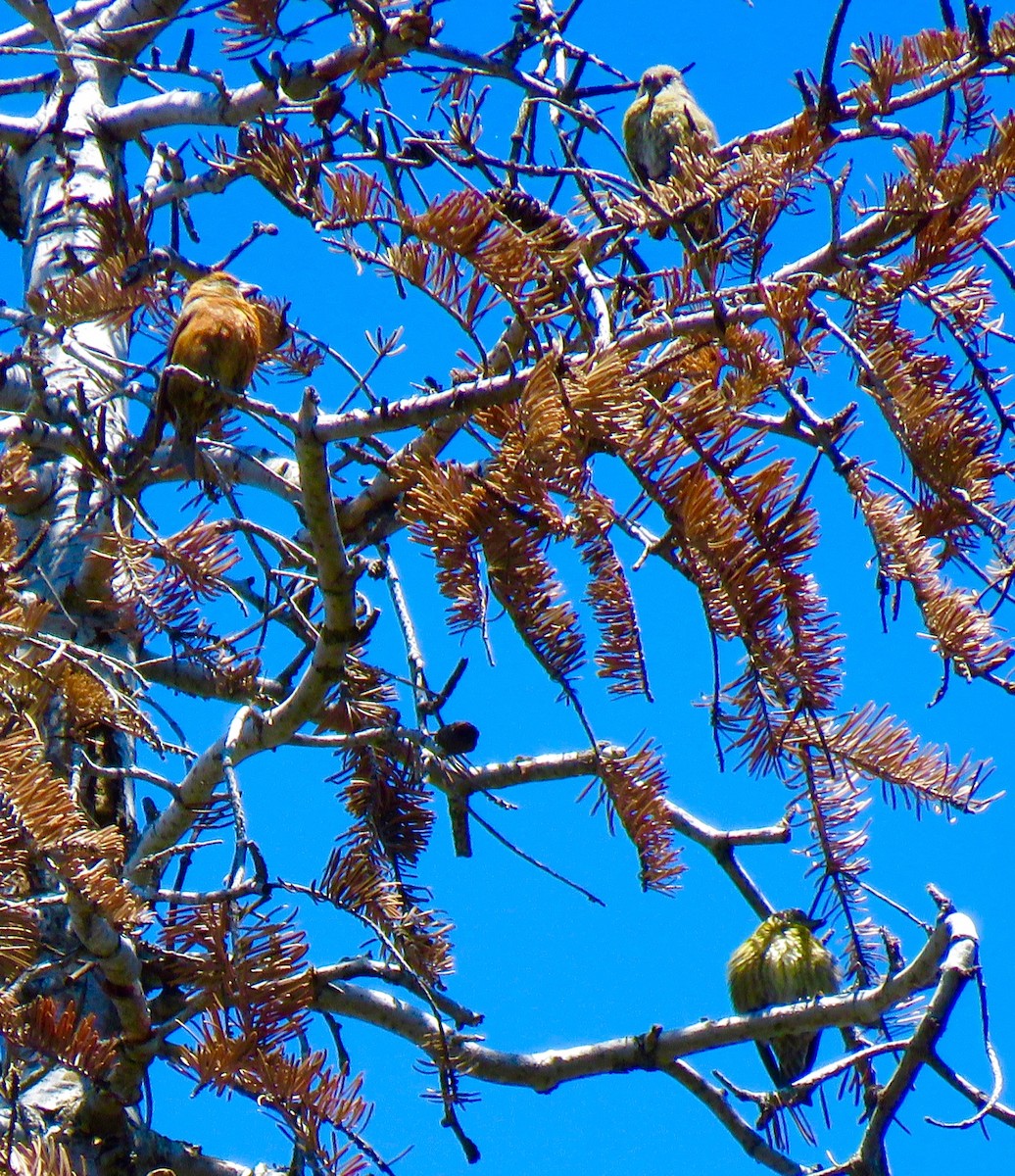 Red Crossbill - ML29681771