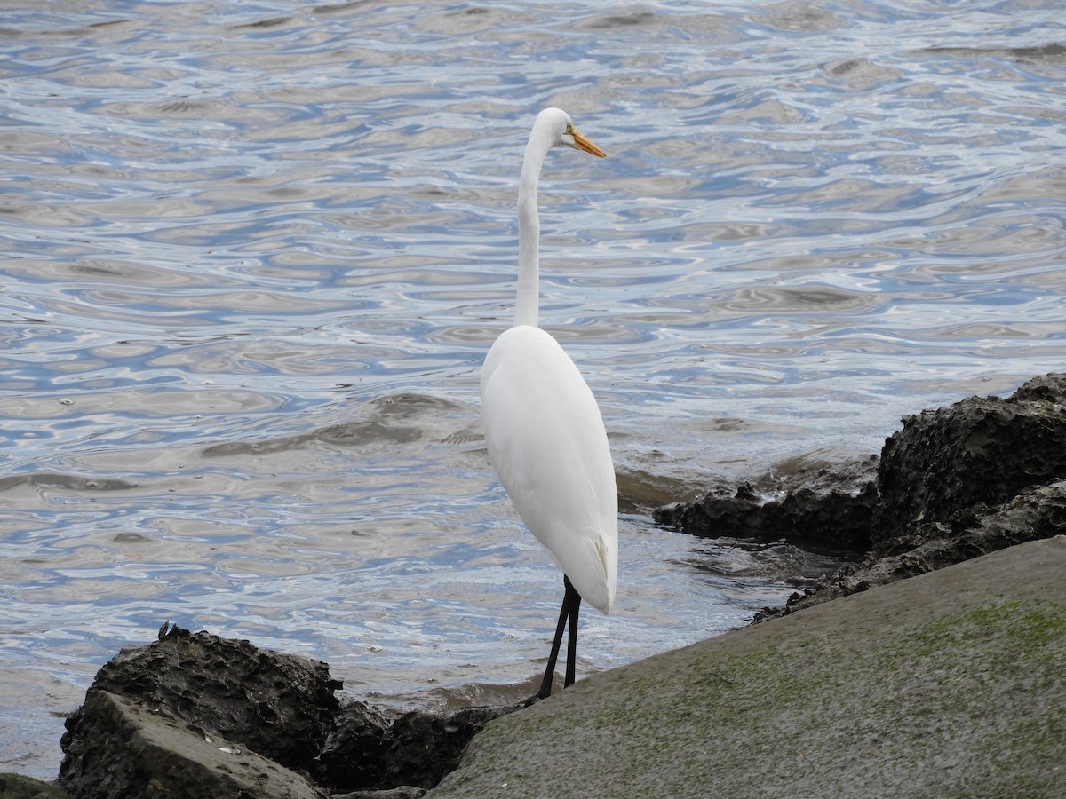 Great Egret - ML296818031