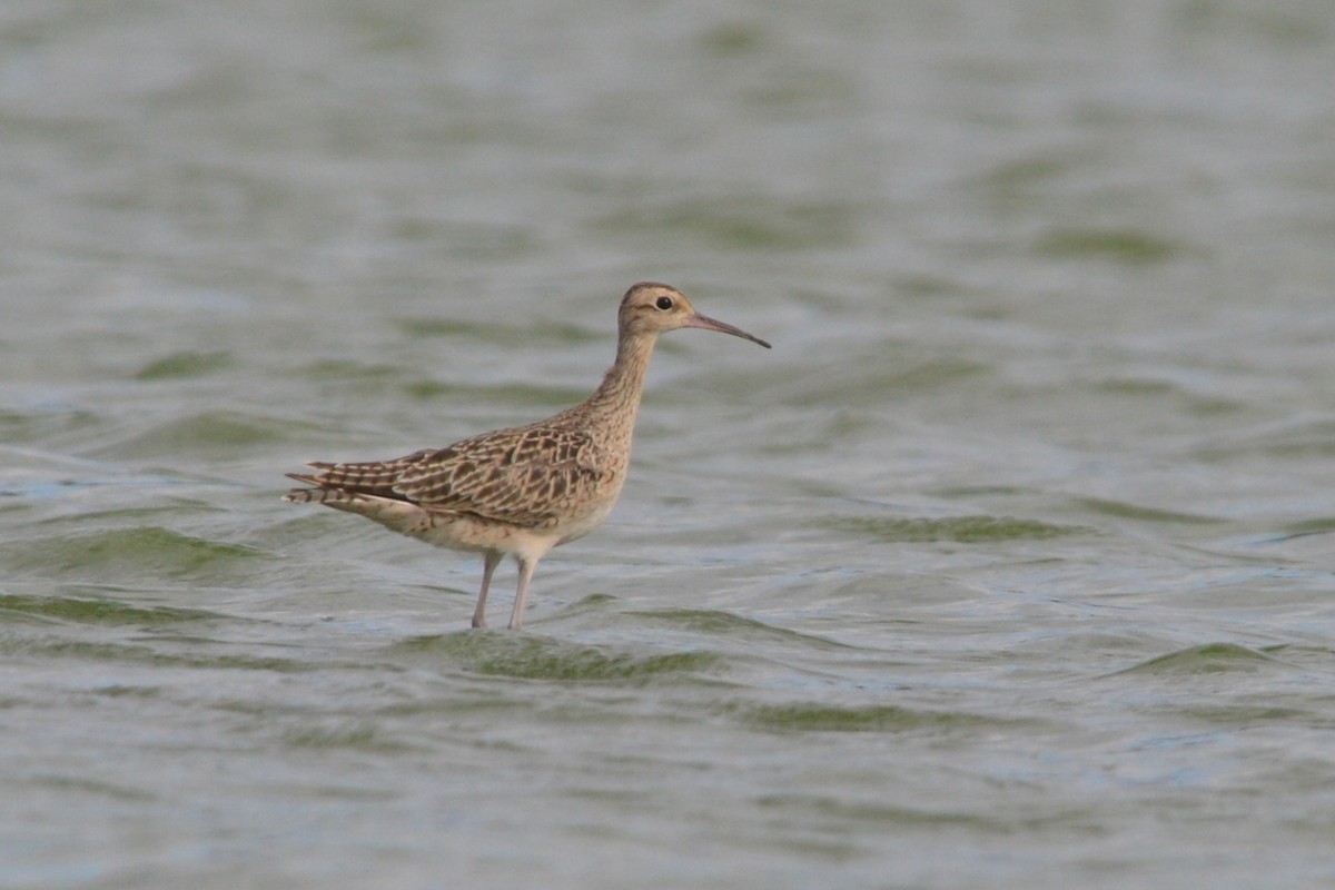 Little Curlew - ML296818871