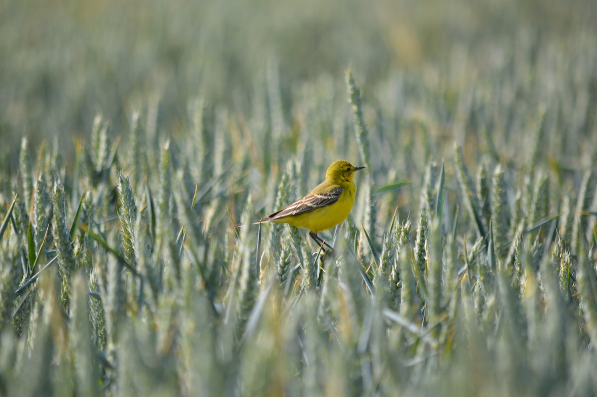 Western Yellow Wagtail - Isaac West