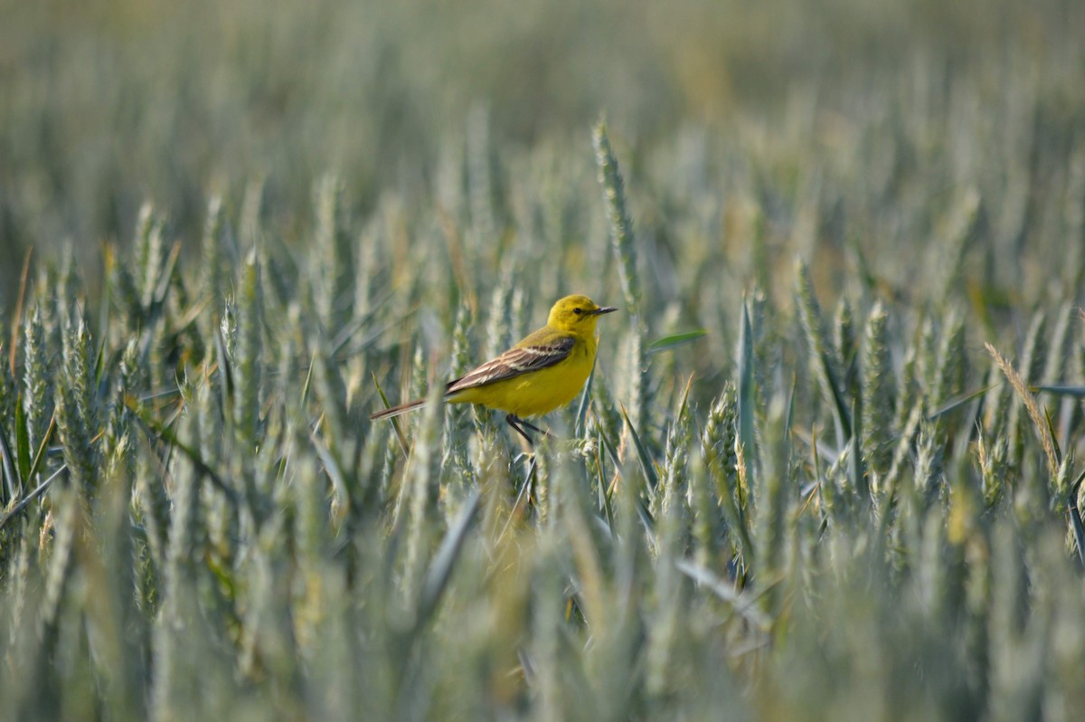 Western Yellow Wagtail - Isaac West