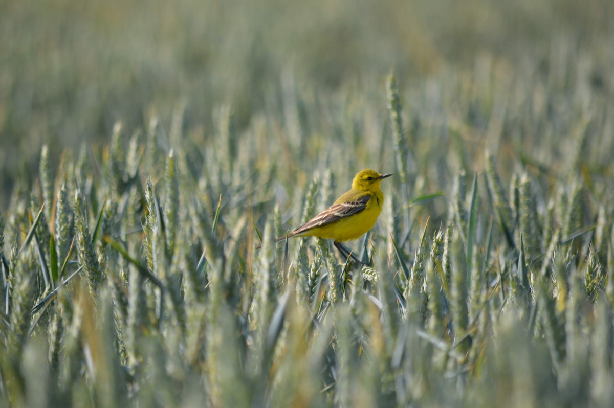Western Yellow Wagtail - Isaac West
