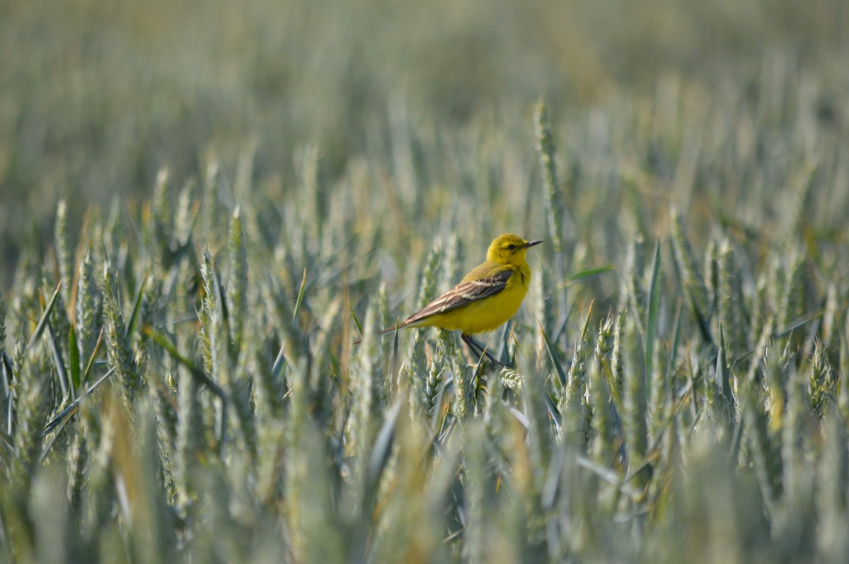 Western Yellow Wagtail - ML296818981