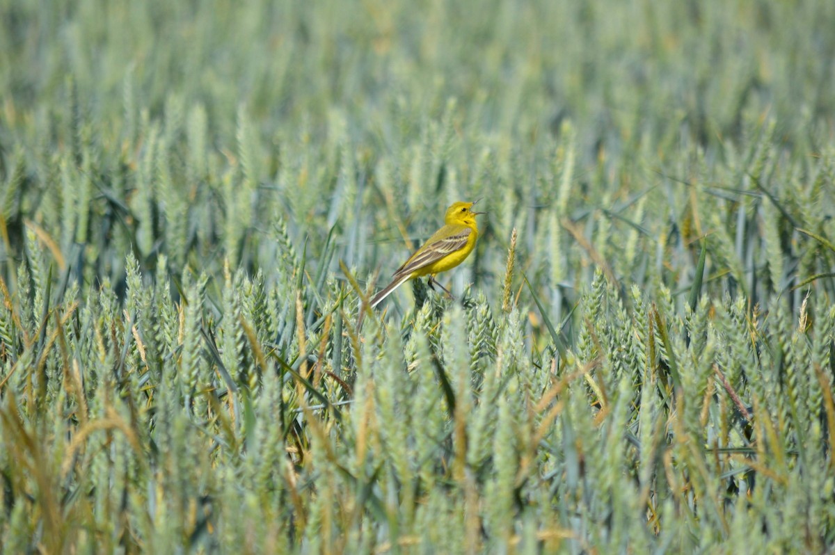 Western Yellow Wagtail - Isaac West