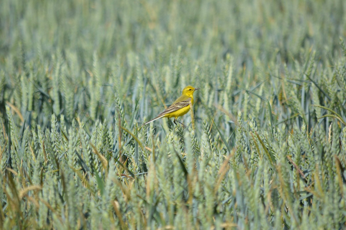 Western Yellow Wagtail - Isaac West