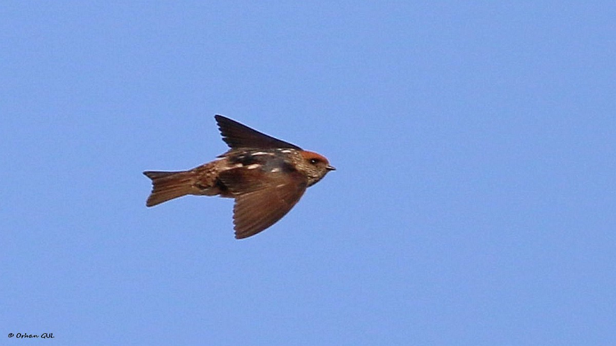 Streak-throated Swallow - Orhan Gül