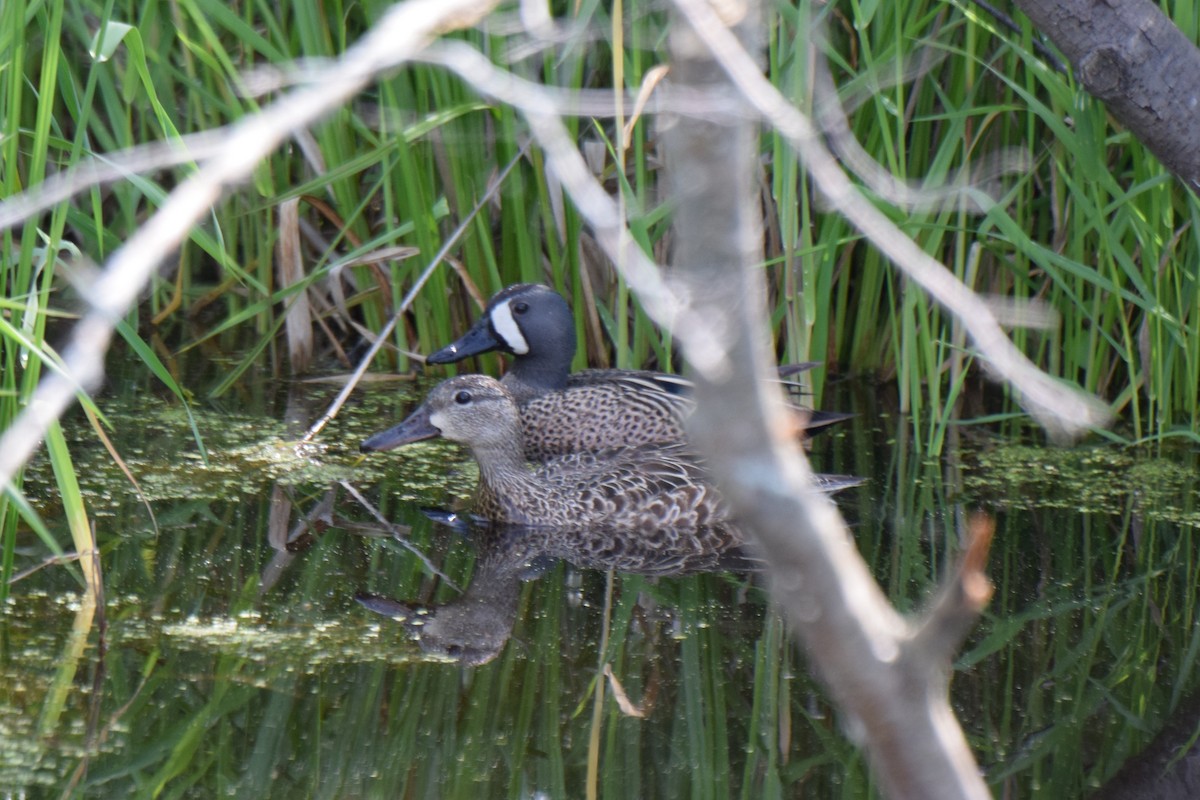 Blue-winged Teal - Ken Milender