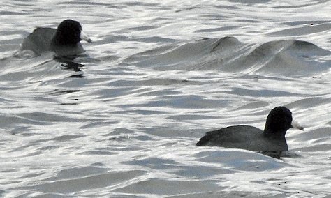 American Coot - Renee Lubert