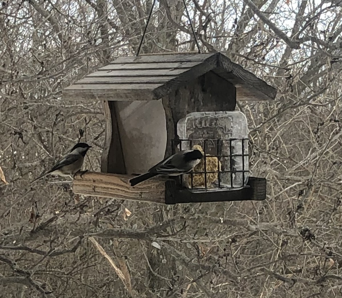 Black-capped Chickadee - ML296822921