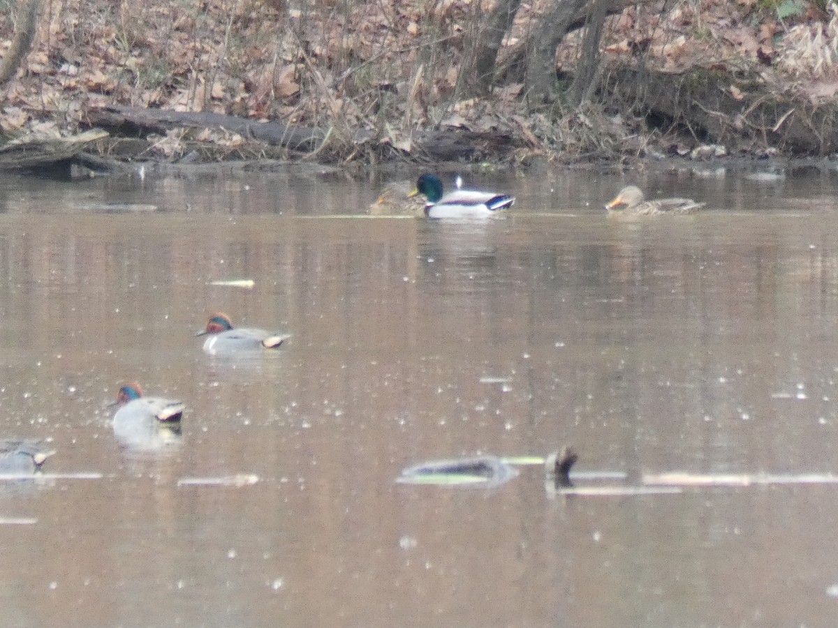 Green-winged Teal - ML296824251
