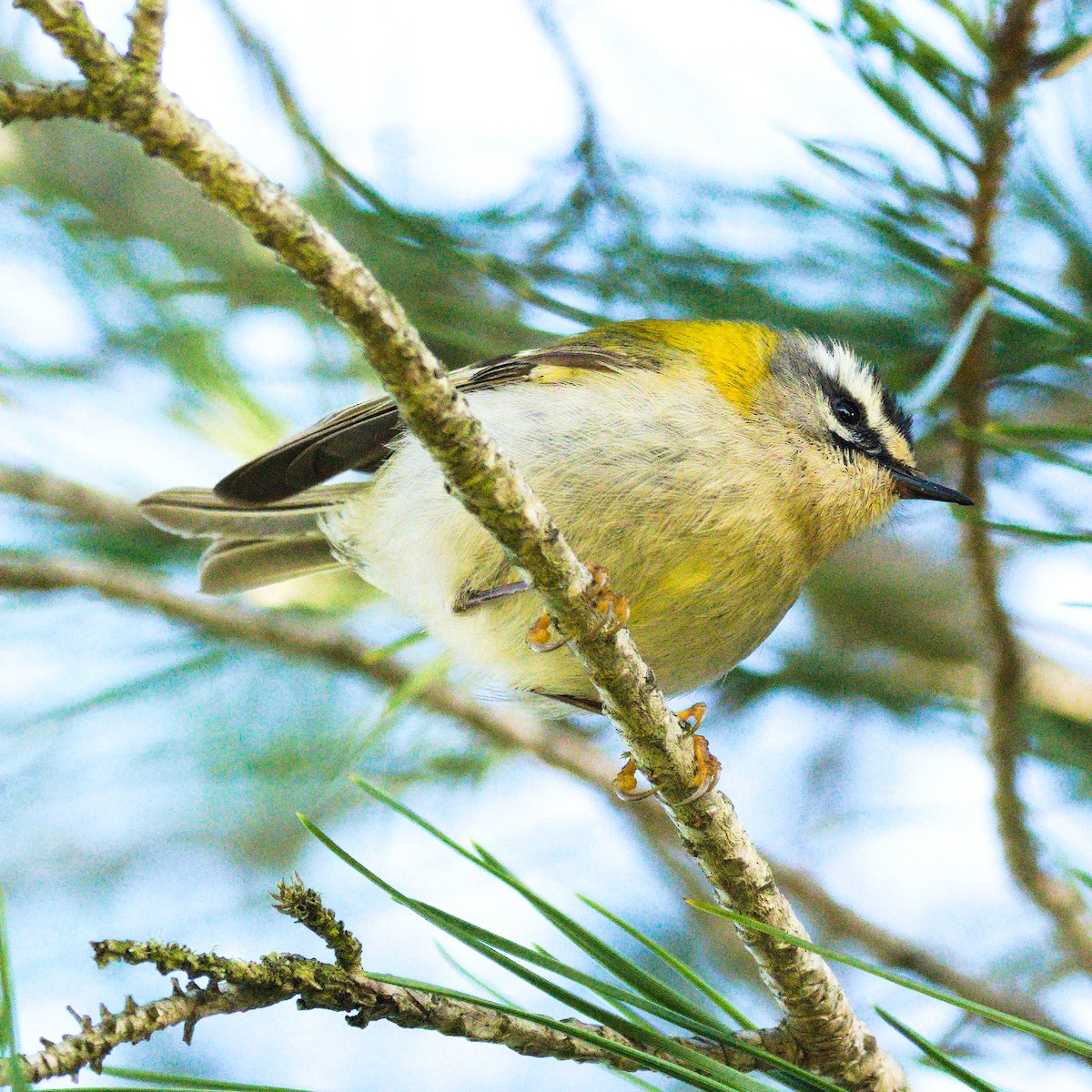 Common Firecrest - ML296824301