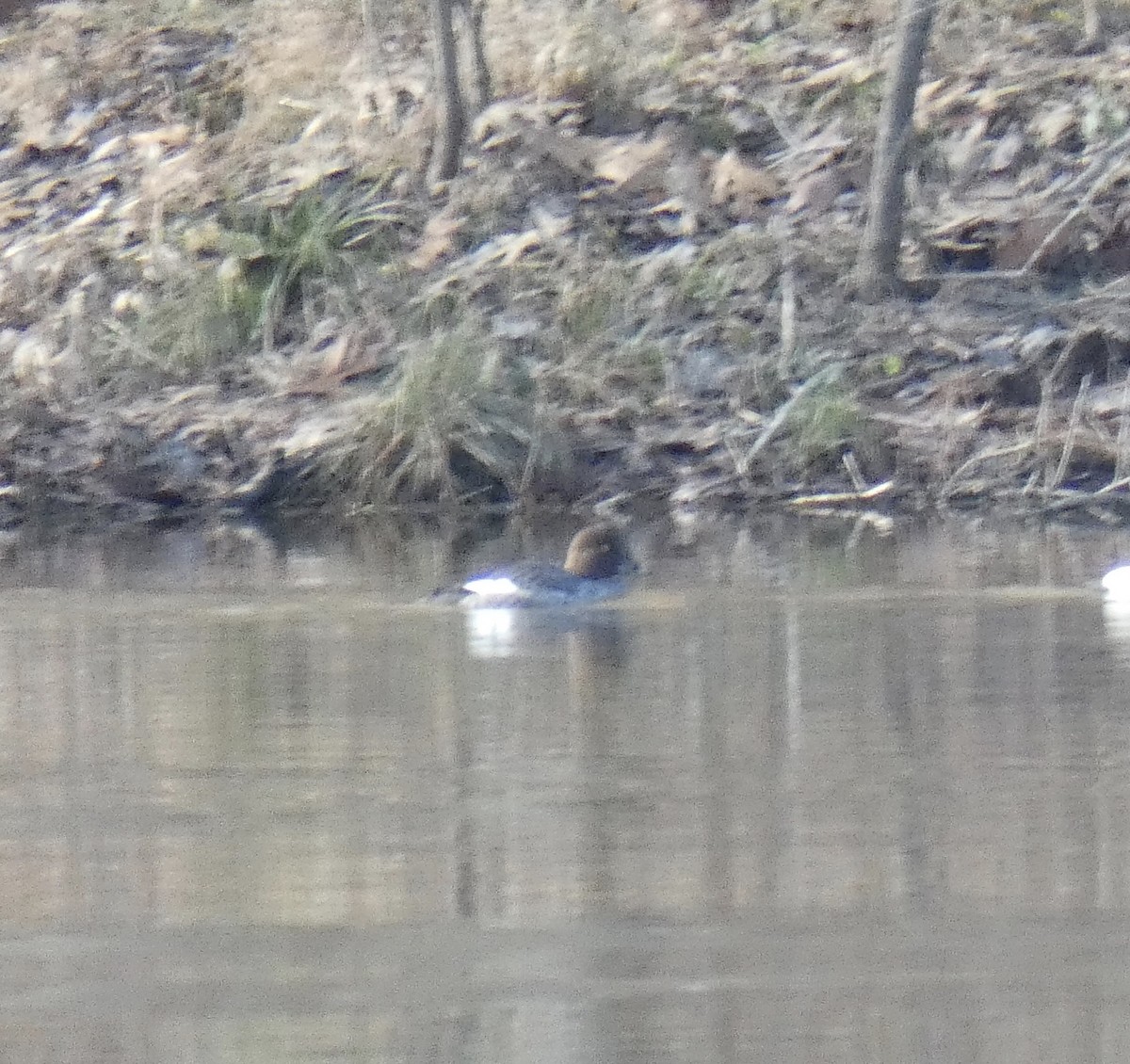 Common Goldeneye - ML296824471