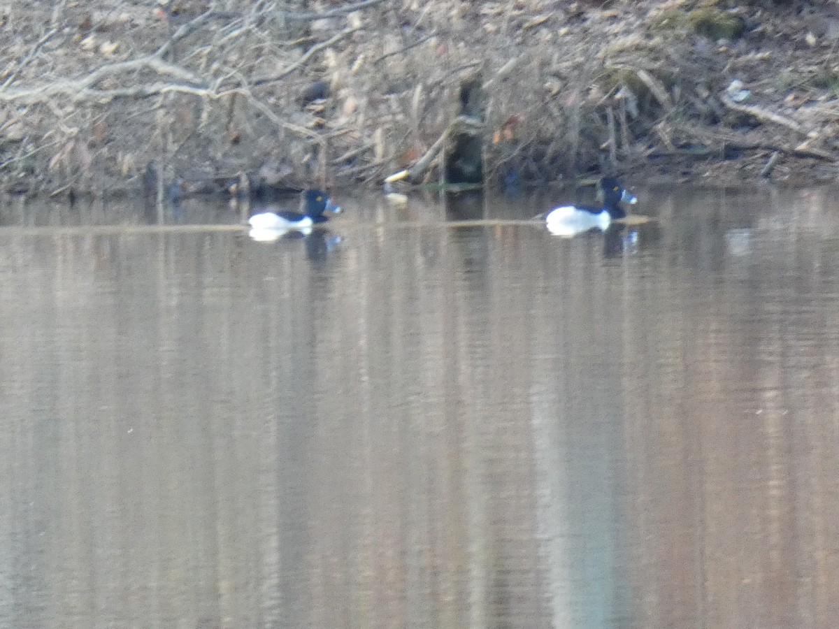 Ring-necked Duck - ML296824811