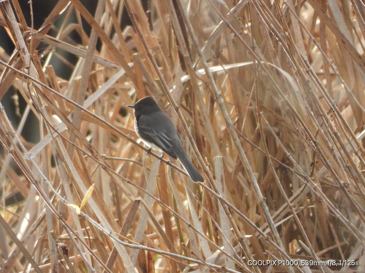 Black Phoebe - ML296828661