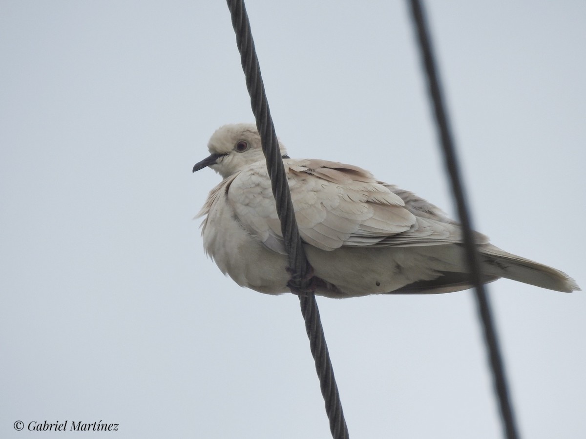 Eared Dove - Gabriel Martínez 🦉