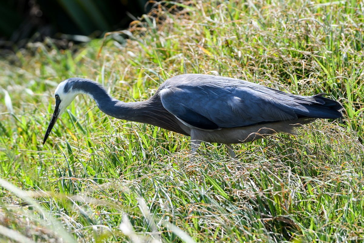 White-faced Heron - Alison Bentley