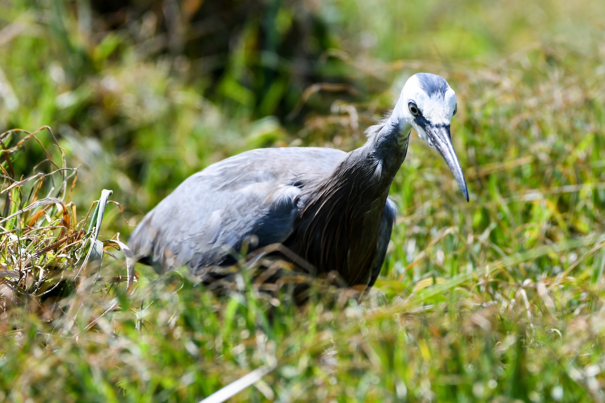 White-faced Heron - Alison Bentley