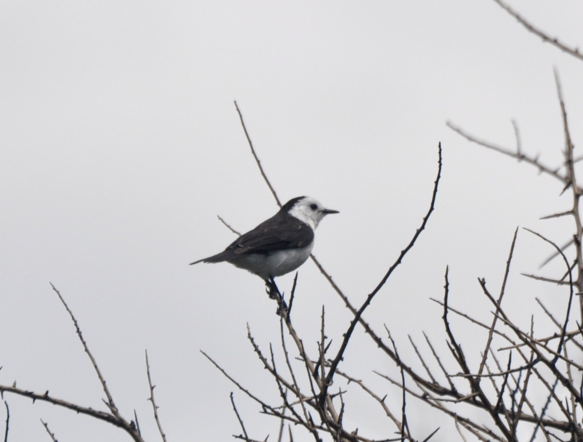 Black-backed Water-Tyrant - samuel olivieri bornand