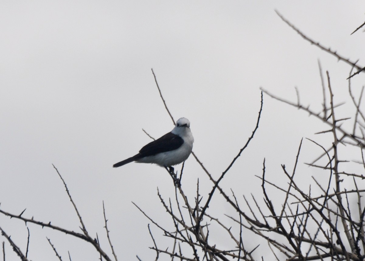 Black-backed Water-Tyrant - ML296830501