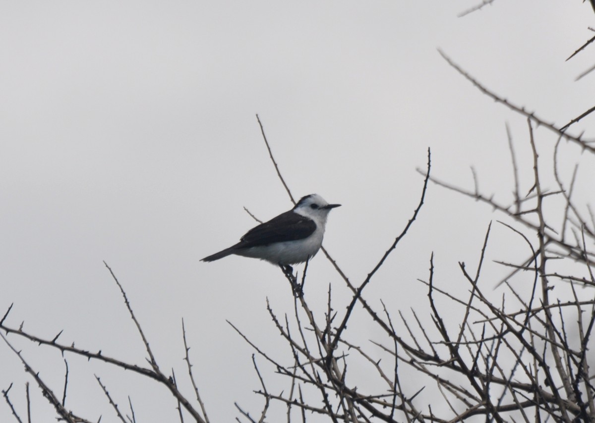 Black-backed Water-Tyrant - samuel olivieri bornand