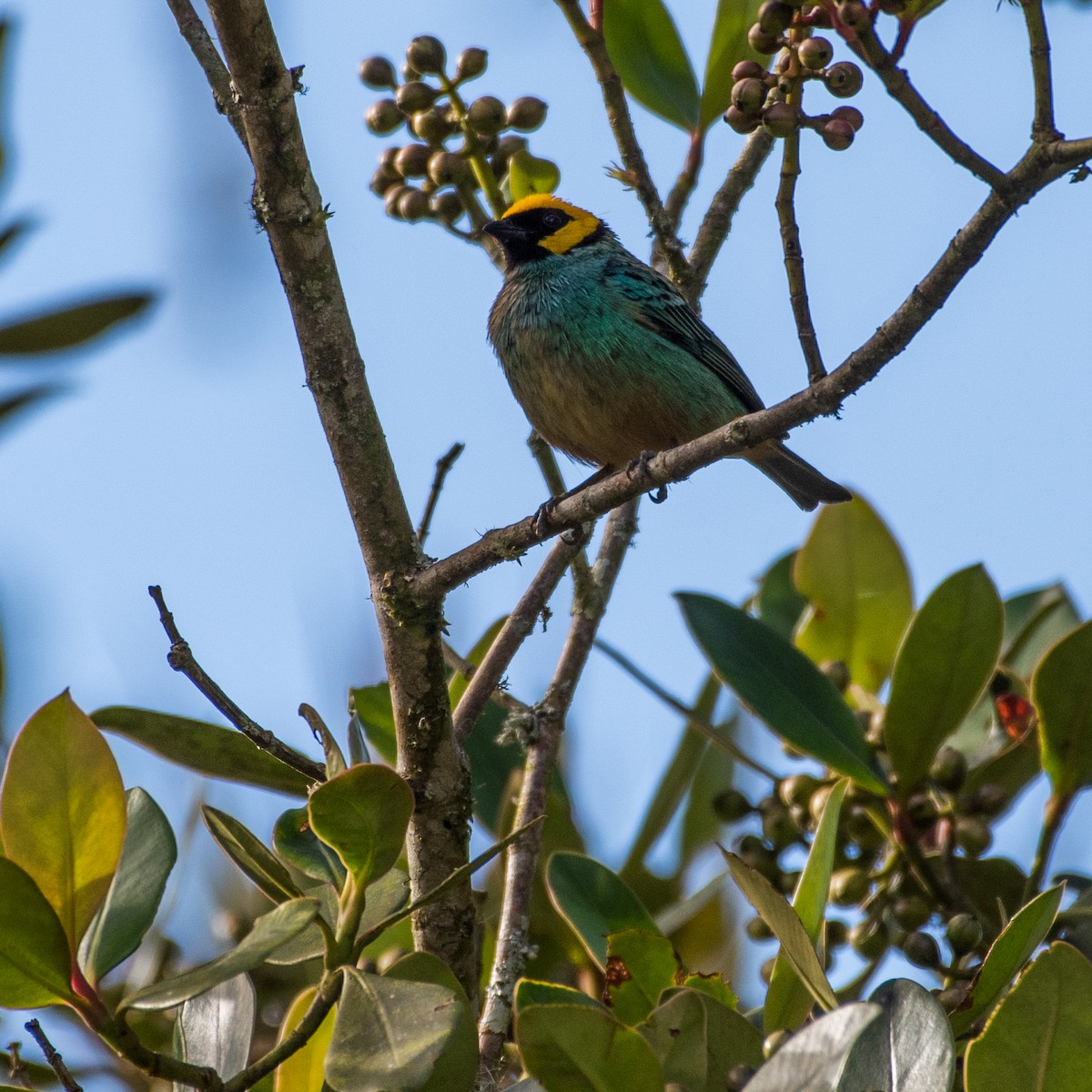 Saffron-crowned Tanager - ML296831211