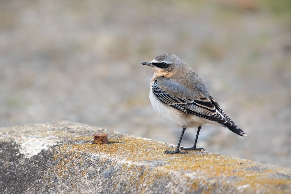 Northern Wheatear - ML296831981