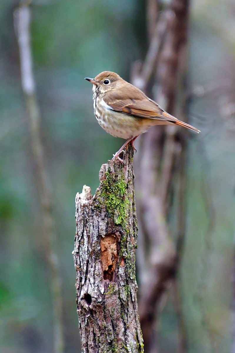 Hermit Thrush - ML296832891