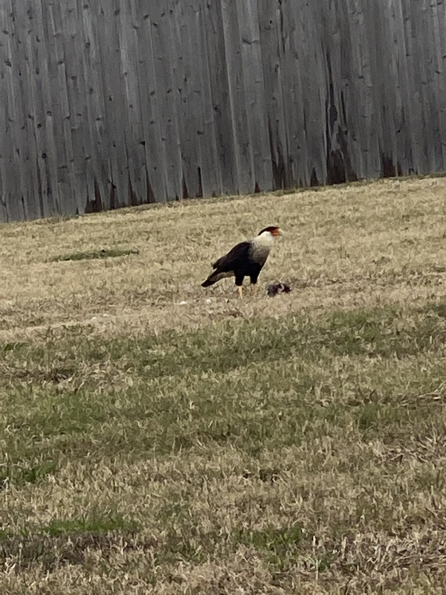 Crested Caracara (Northern) - ML296833851