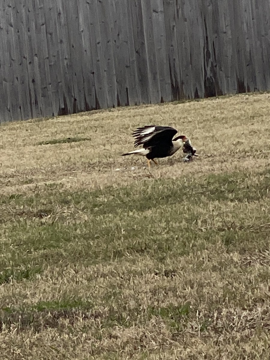 Crested Caracara (Northern) - ML296833871