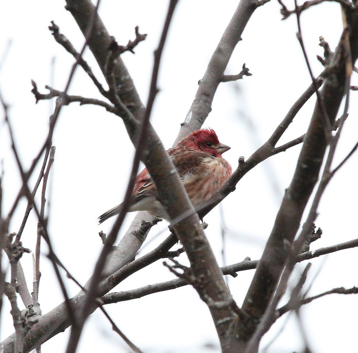 Purple Finch - ML296834541