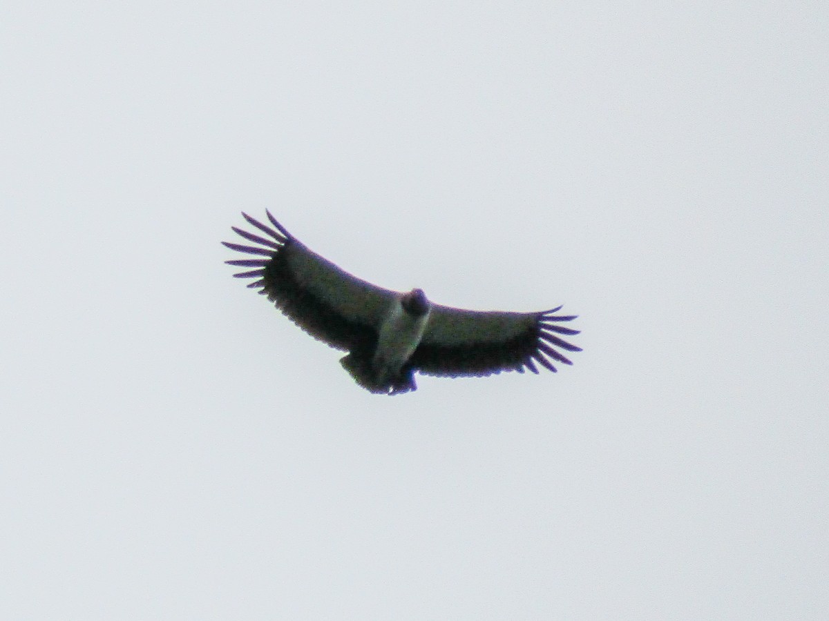 King Vulture - Carlos Mario Avila Gomez