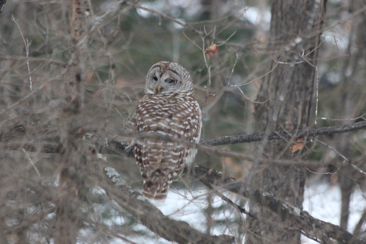 Barred Owl - Christian Detellier