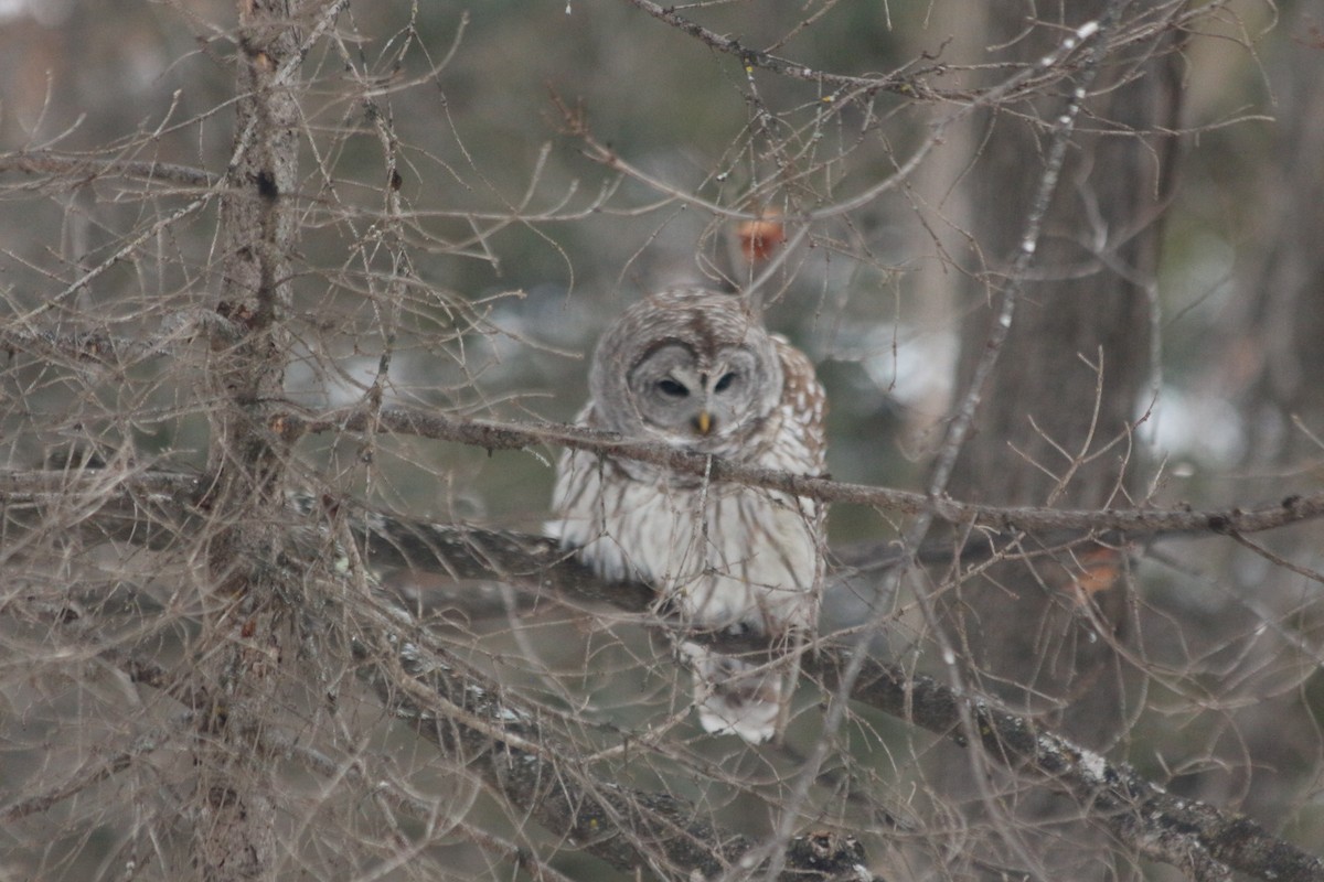 Barred Owl - ML296837231