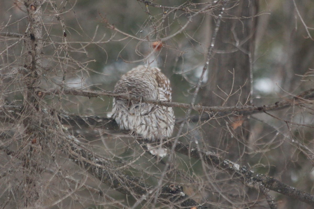 Barred Owl - ML296837401