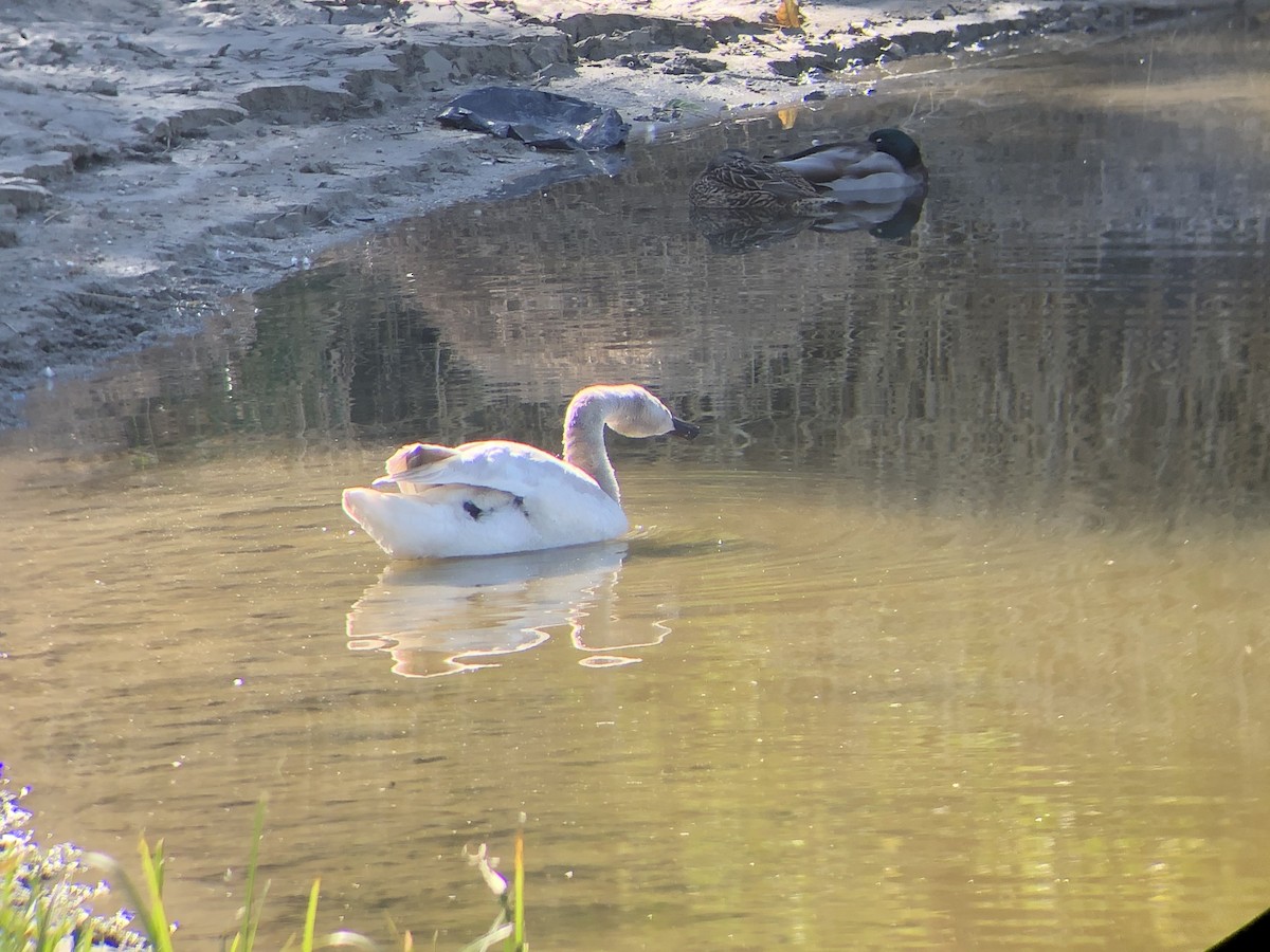 Tundra Swan - ML296838791