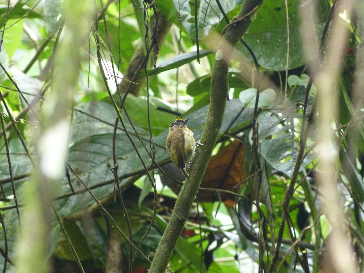 Olivaceous Piculet - Gary Hibberd