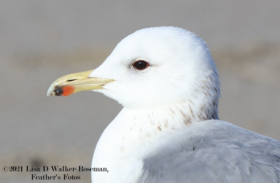 California Gull - ML296841621