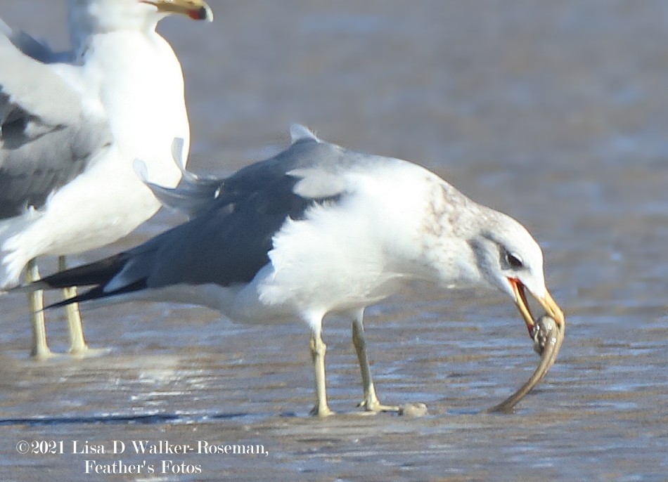 California Gull - ML296841641