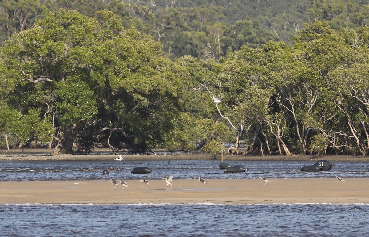 Far Eastern Curlew - ML296842971