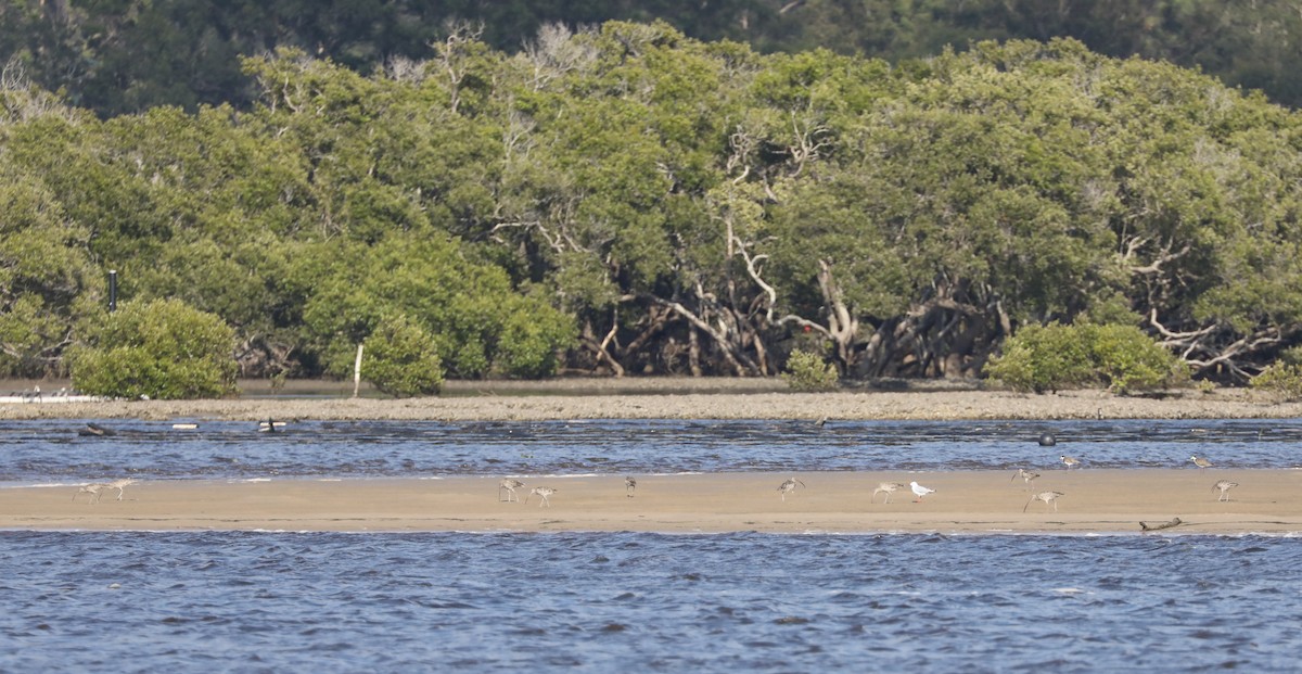 Far Eastern Curlew - ML296843041