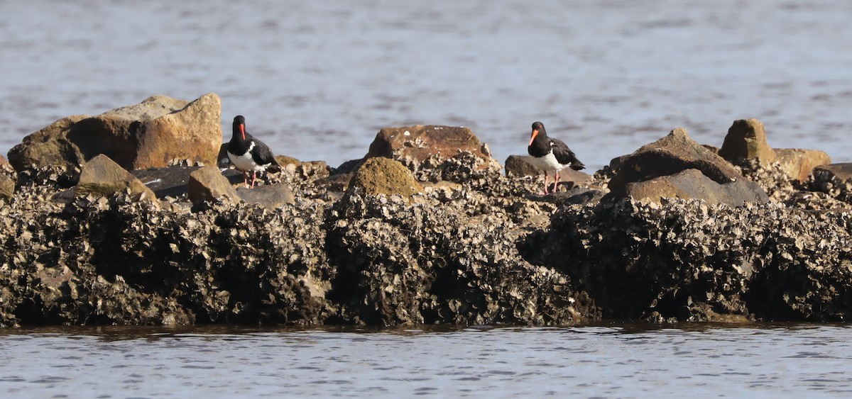 Pied Oystercatcher - ML296843141