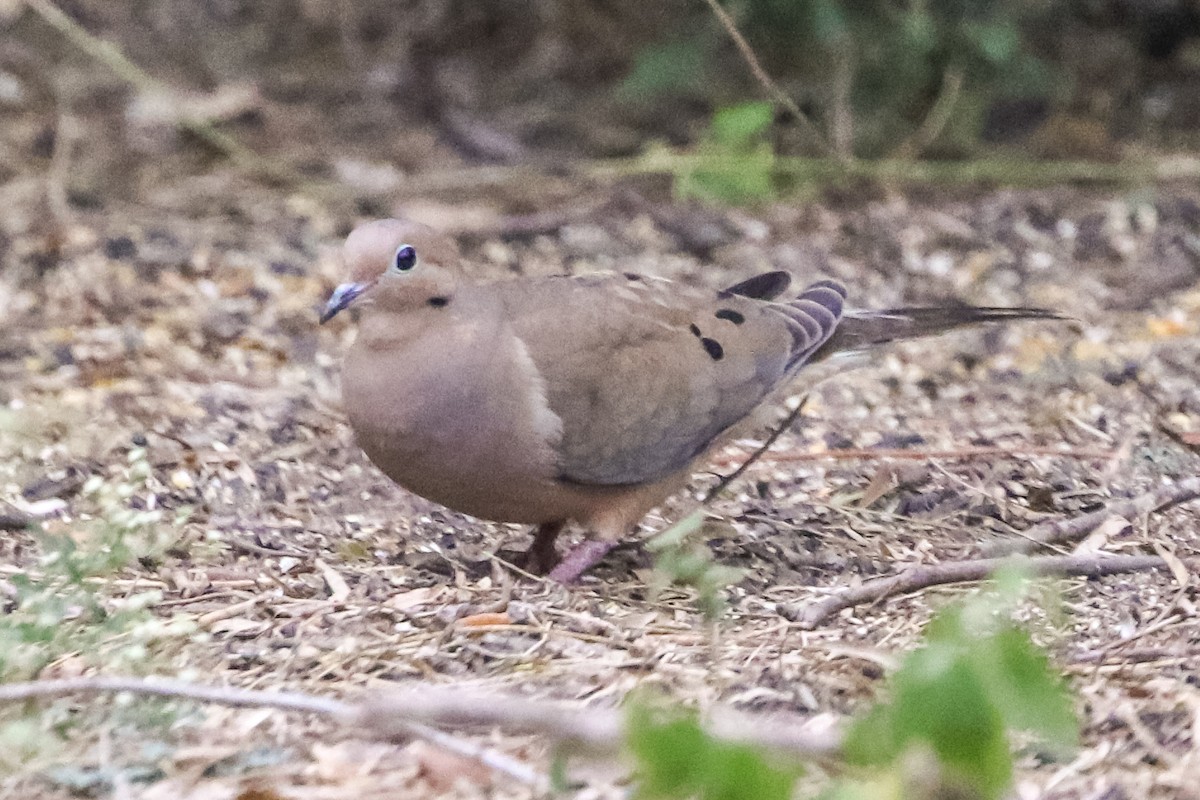 תורית אמריקנית - ML296843161