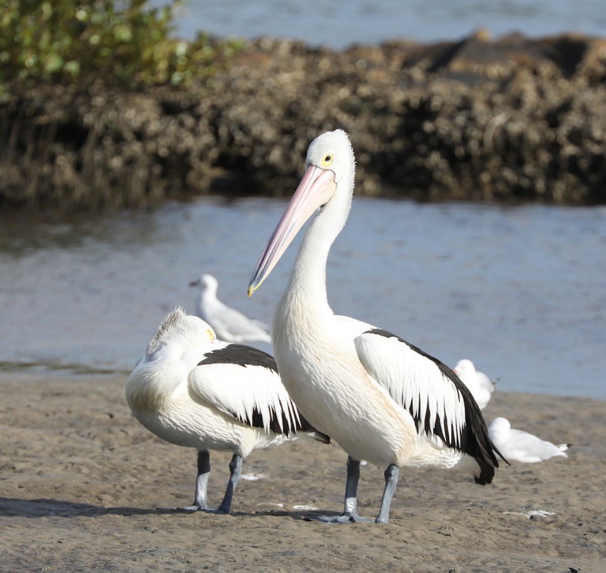 Australian Pelican - ML296843221