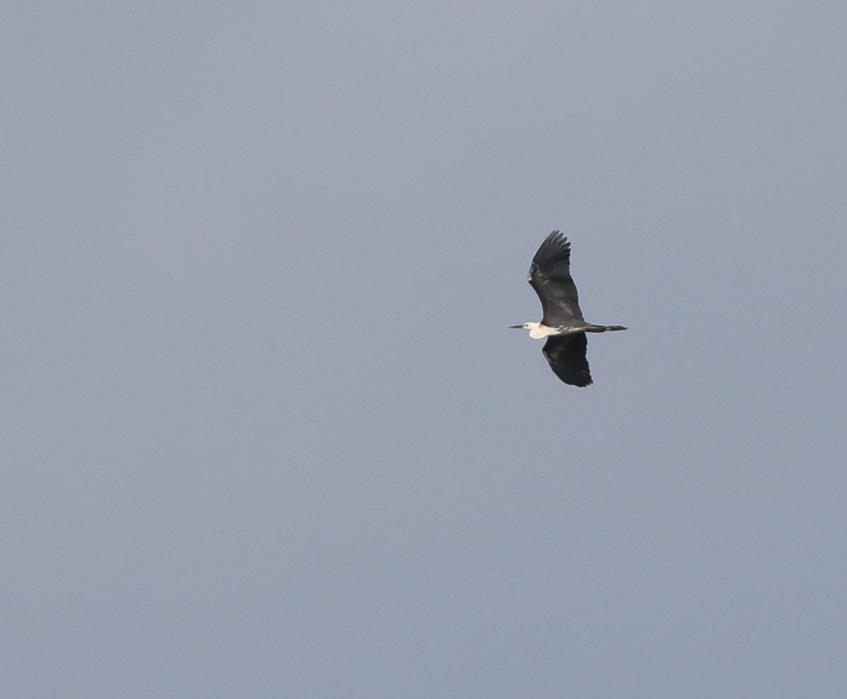 Pacific Heron - ML296843241