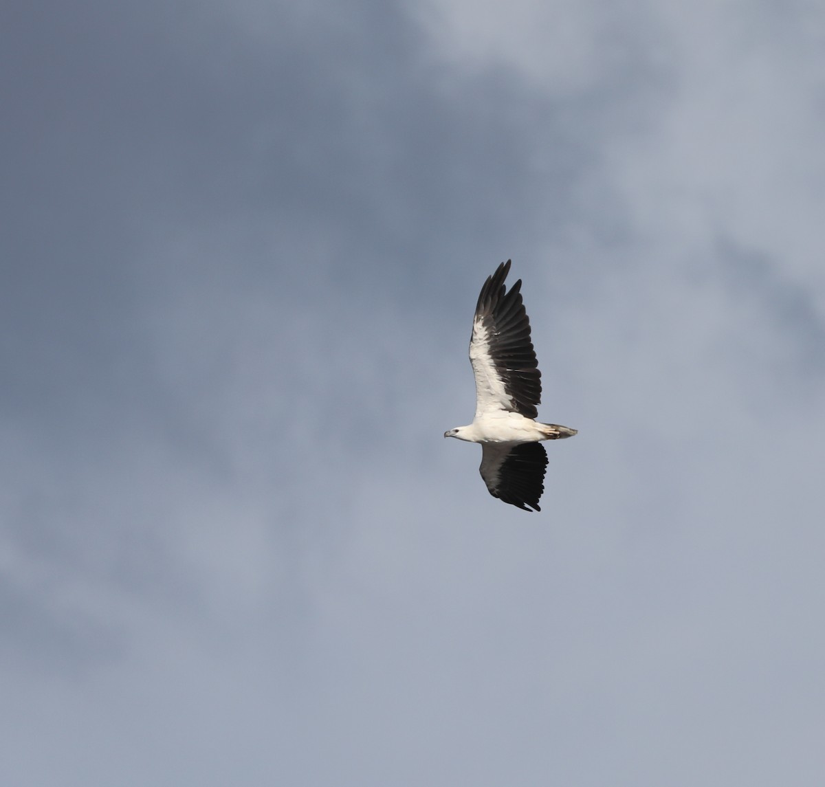 White-bellied Sea-Eagle - ML296843521