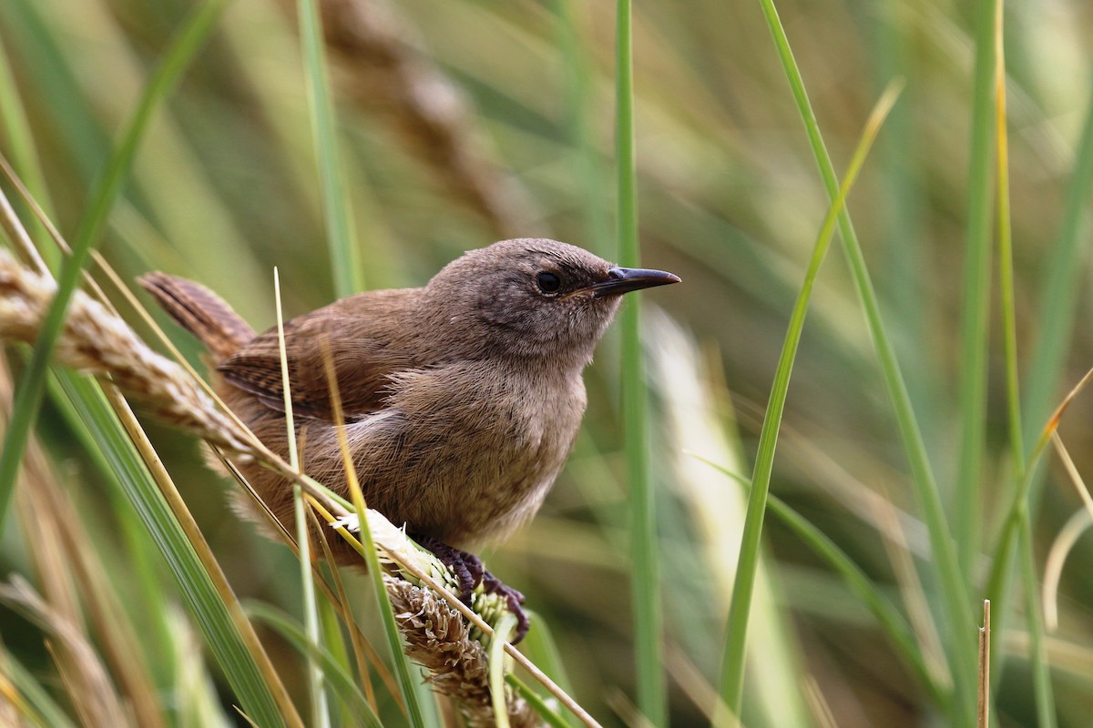 Cobb's Wren - ML296844981