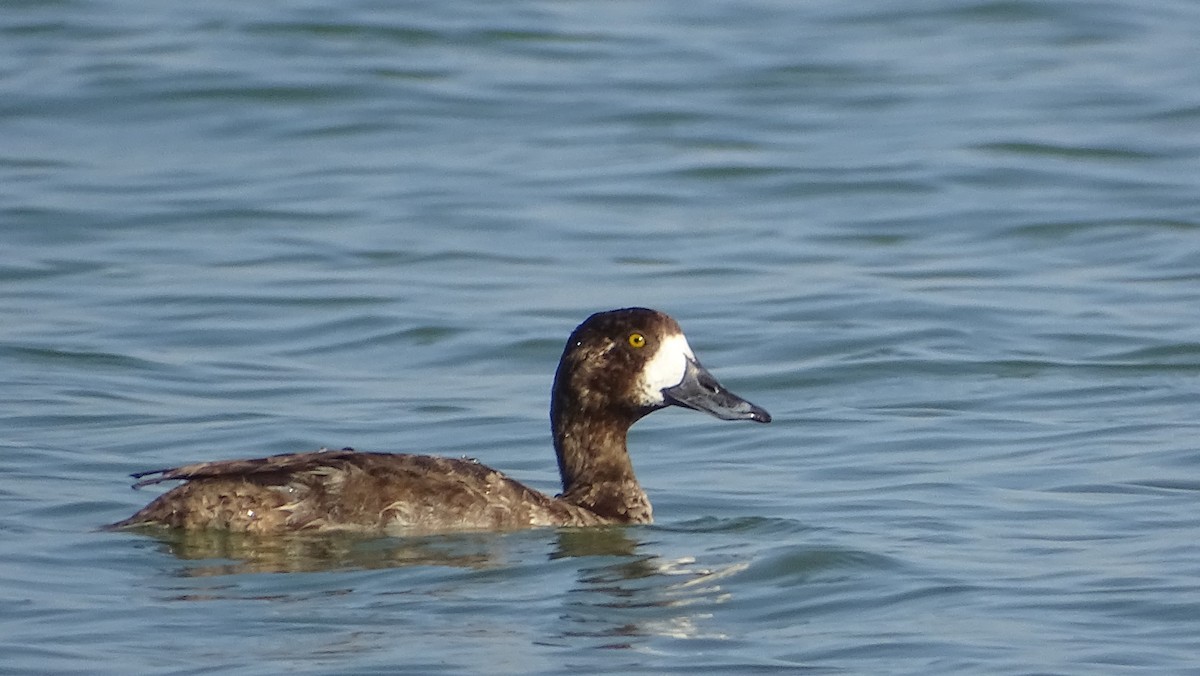 Greater Scaup - Kim Cancino