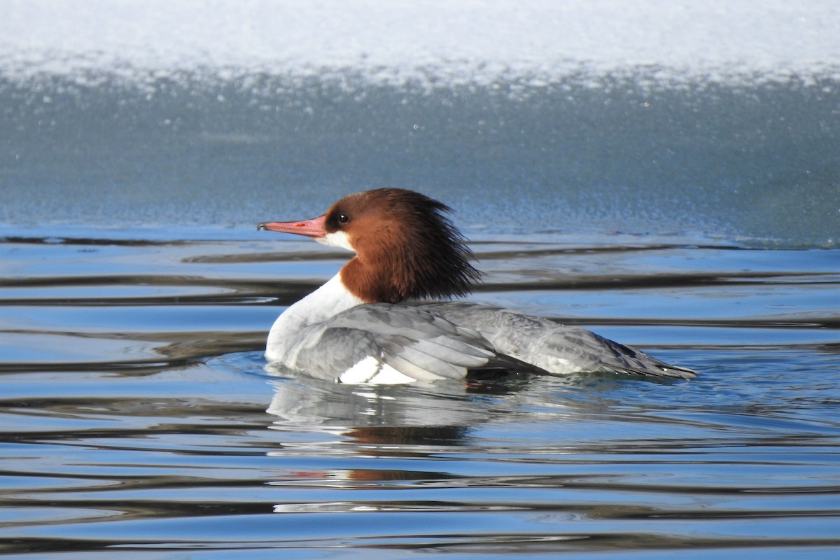 Common Merganser - Barbara Clise