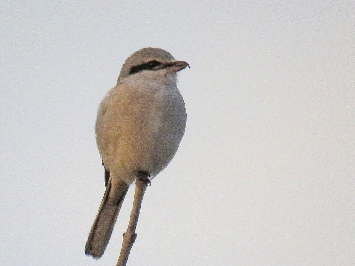 Northern Shrike - ML296847841